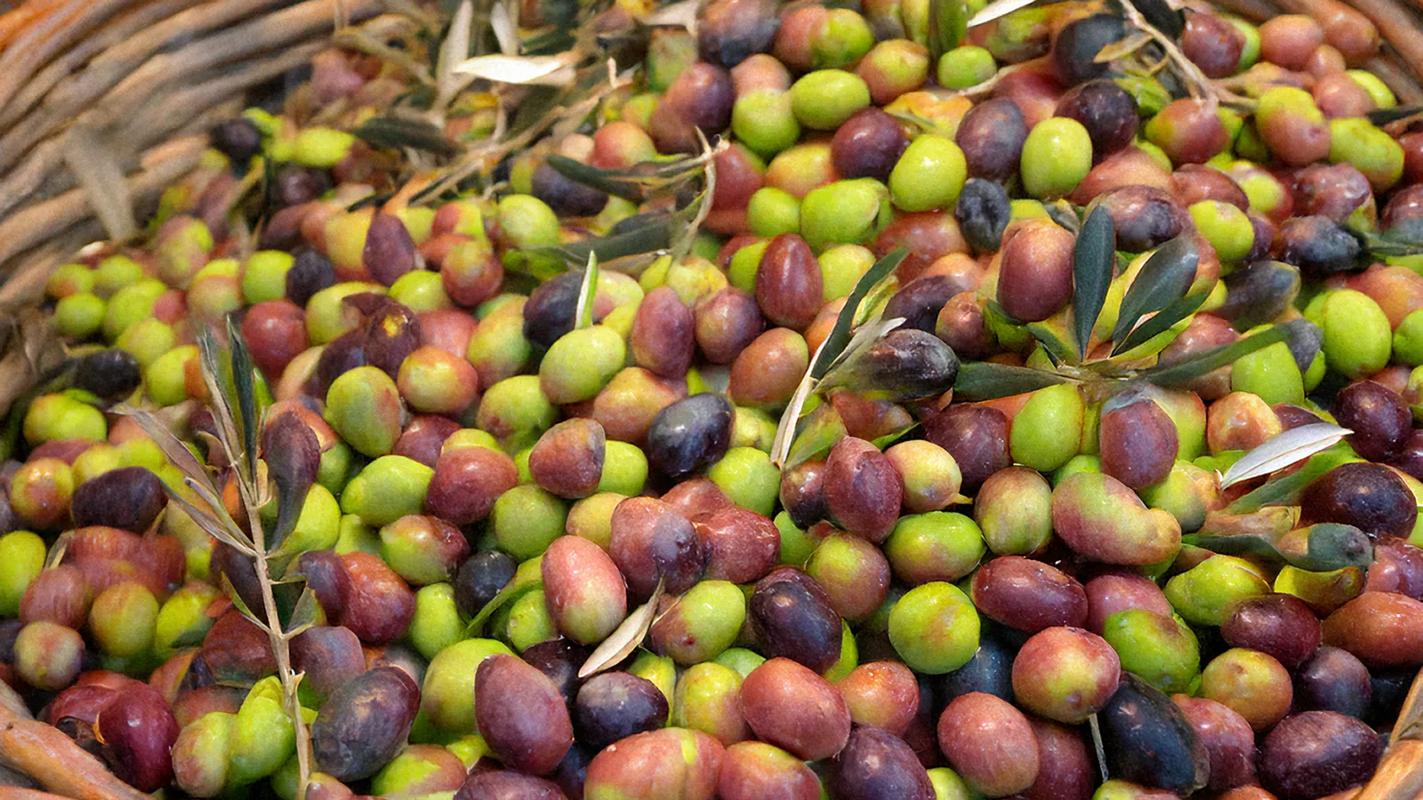 Aceitunas verdes y moradas con hojas de olivo